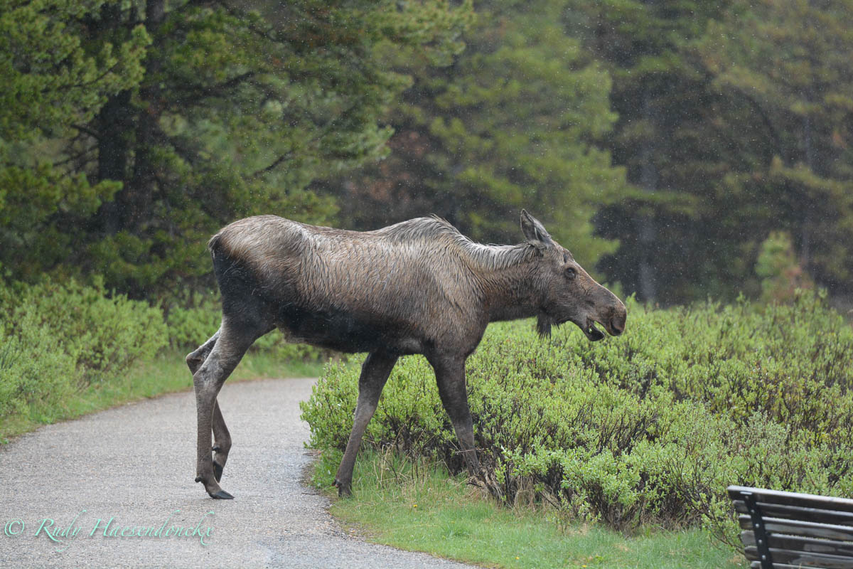 Jasper / Maligne Lake en Maligne&nbsp;Canyon