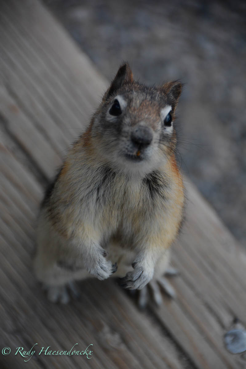 Banff Gondola en Lake&nbsp;Minnewanka