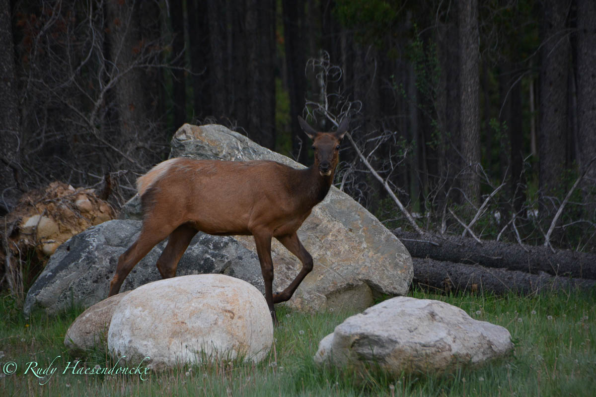 Clearwater naar Jasper