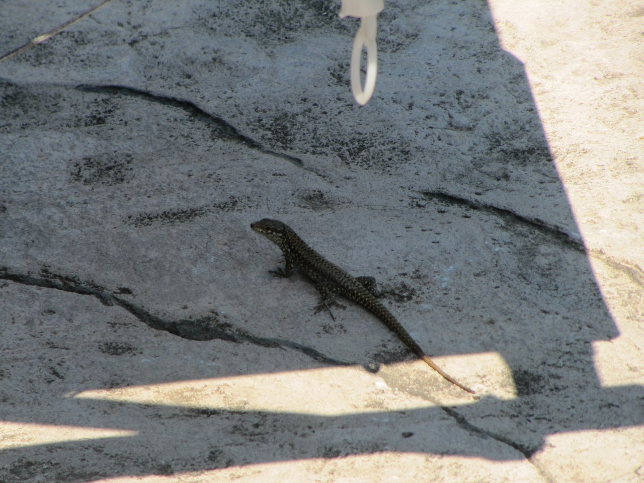 Markt in Luino en middagje aan het&nbsp;zwembad