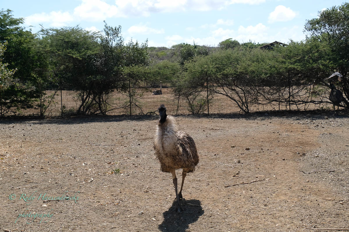 Ostrich ( struisvogel )&nbsp;Farm