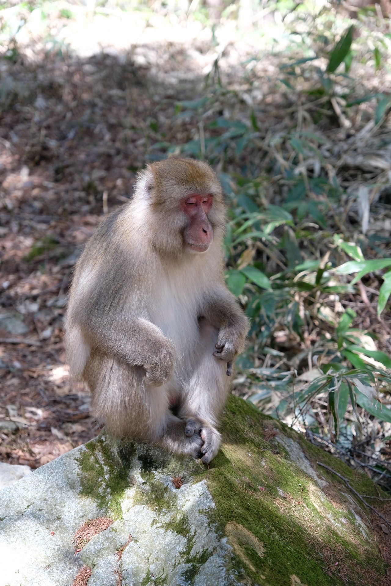 Takayama / Kamikochi   28 April&nbsp;2024